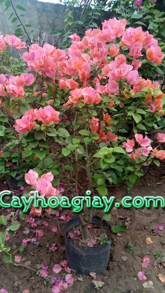 Các loại hoa giấy