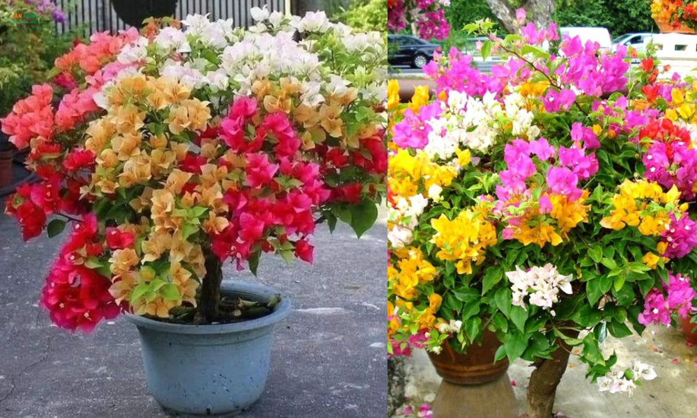 Cách trồng hoa giấy