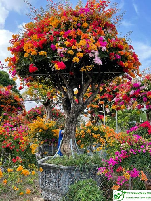 Cây giấy ngũ sắc cao 3m