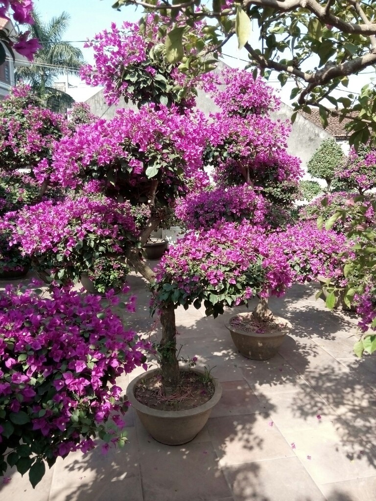 Cây Hoa Giấy Đỏ