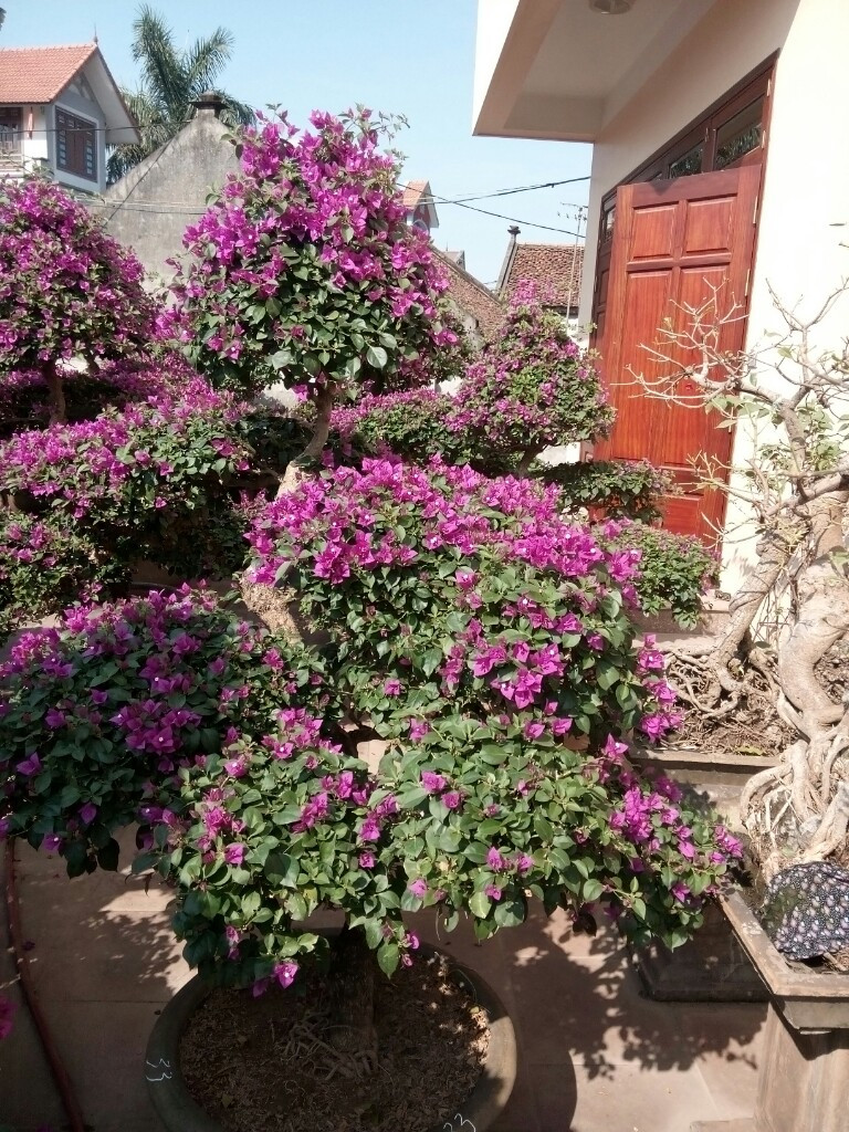 Cây hoa giấy trong mùa lạnh