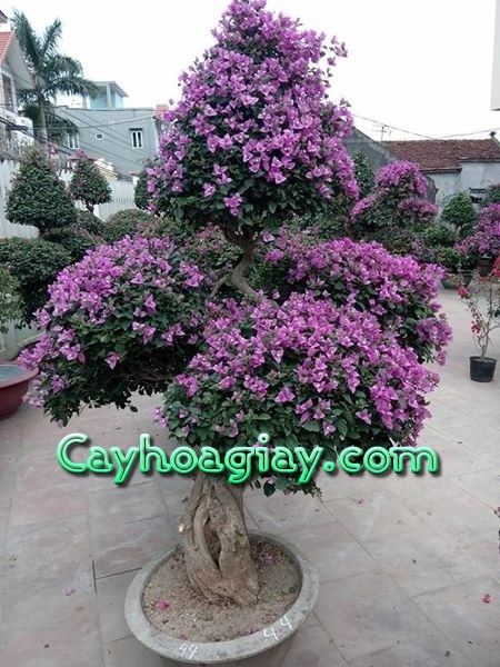 Cây hoa giấy màu tím