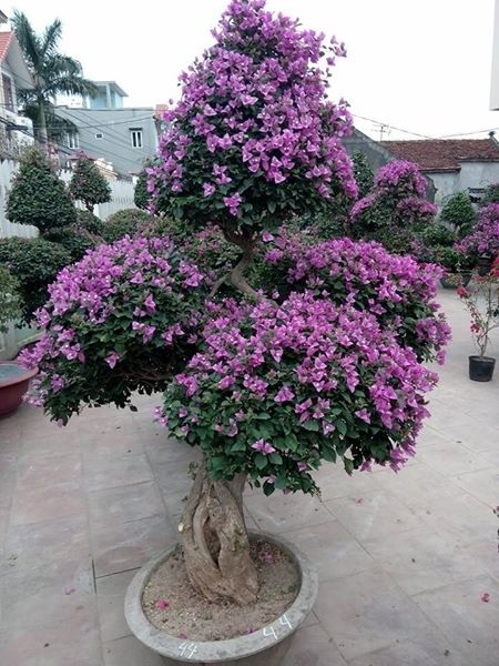 Cây Hoa Giấy Đào Tím