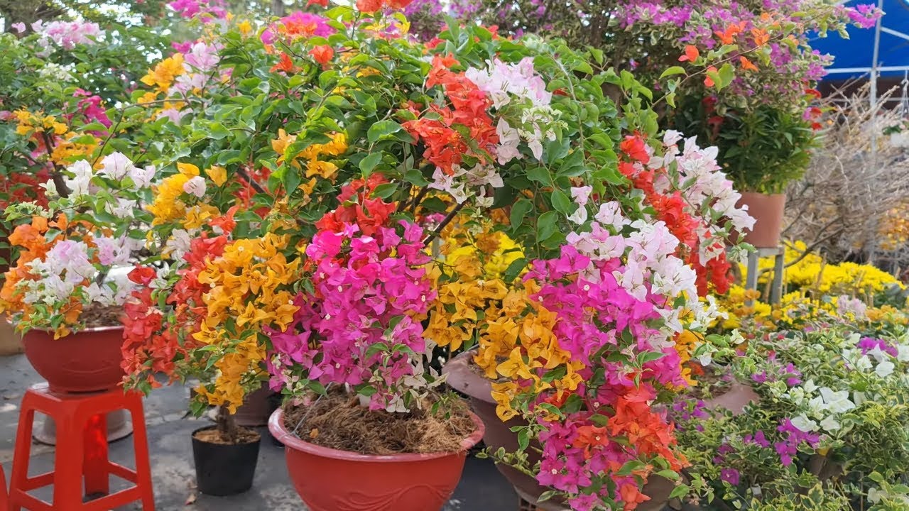 Hình ảnh cây hoa giấy