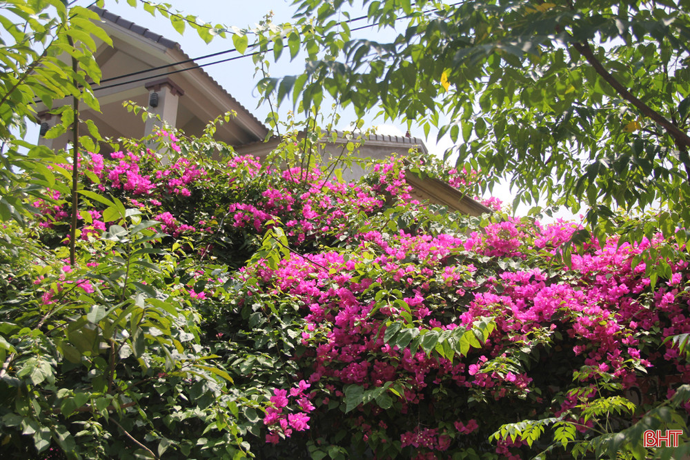 Hoa giấy tím nổi bật