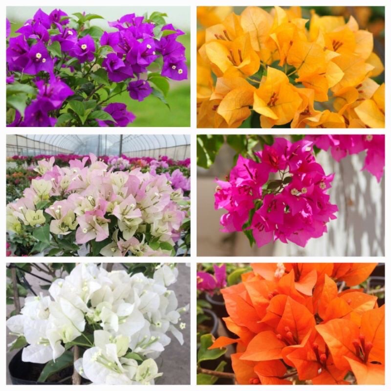 Trồng cây hoa giấy