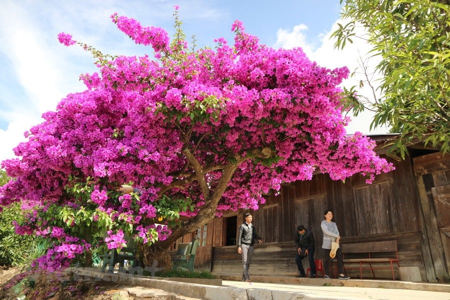 Hoa Giấy Cẩm Thạch