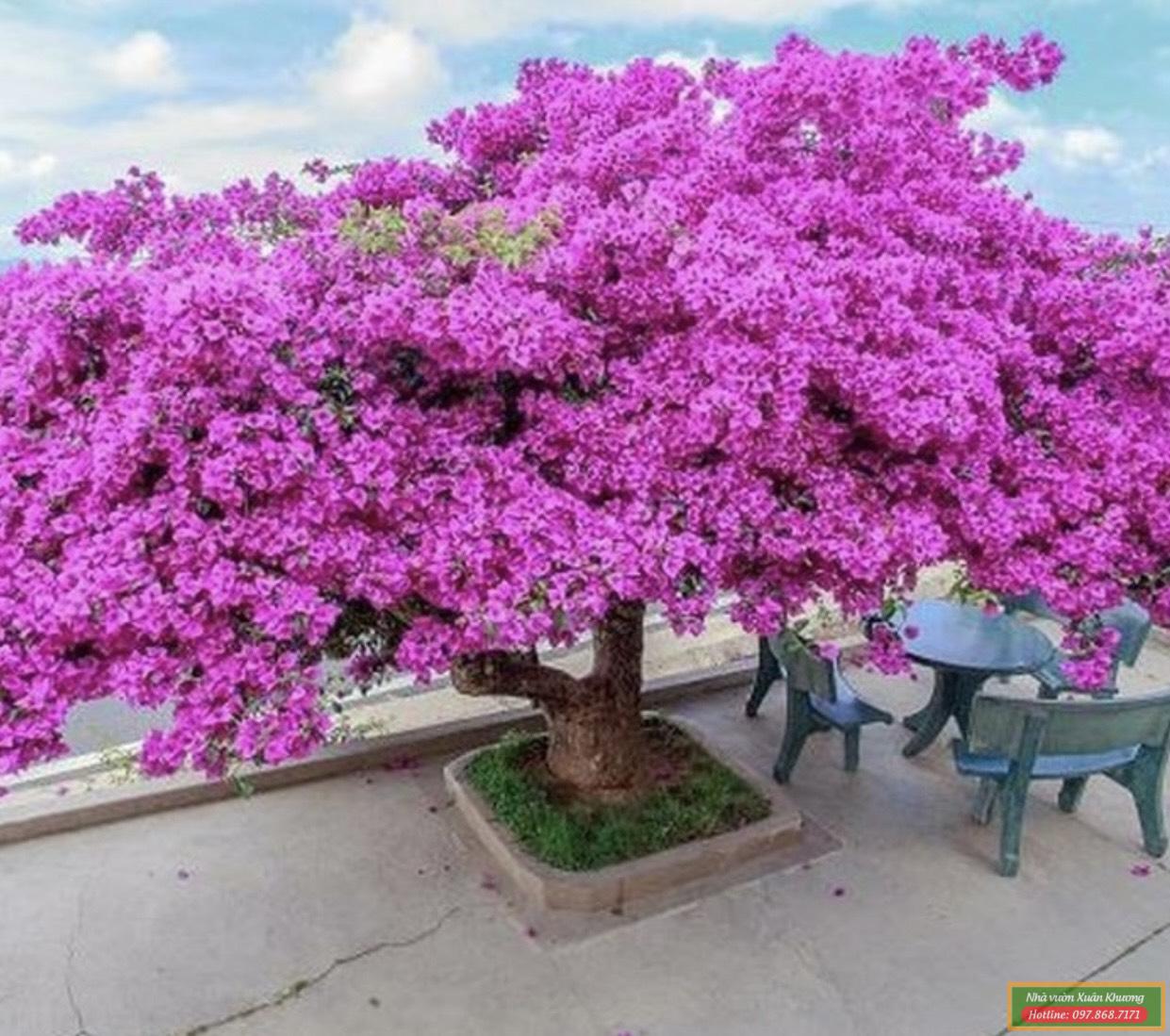 Cây hoa giấy xanh tươi