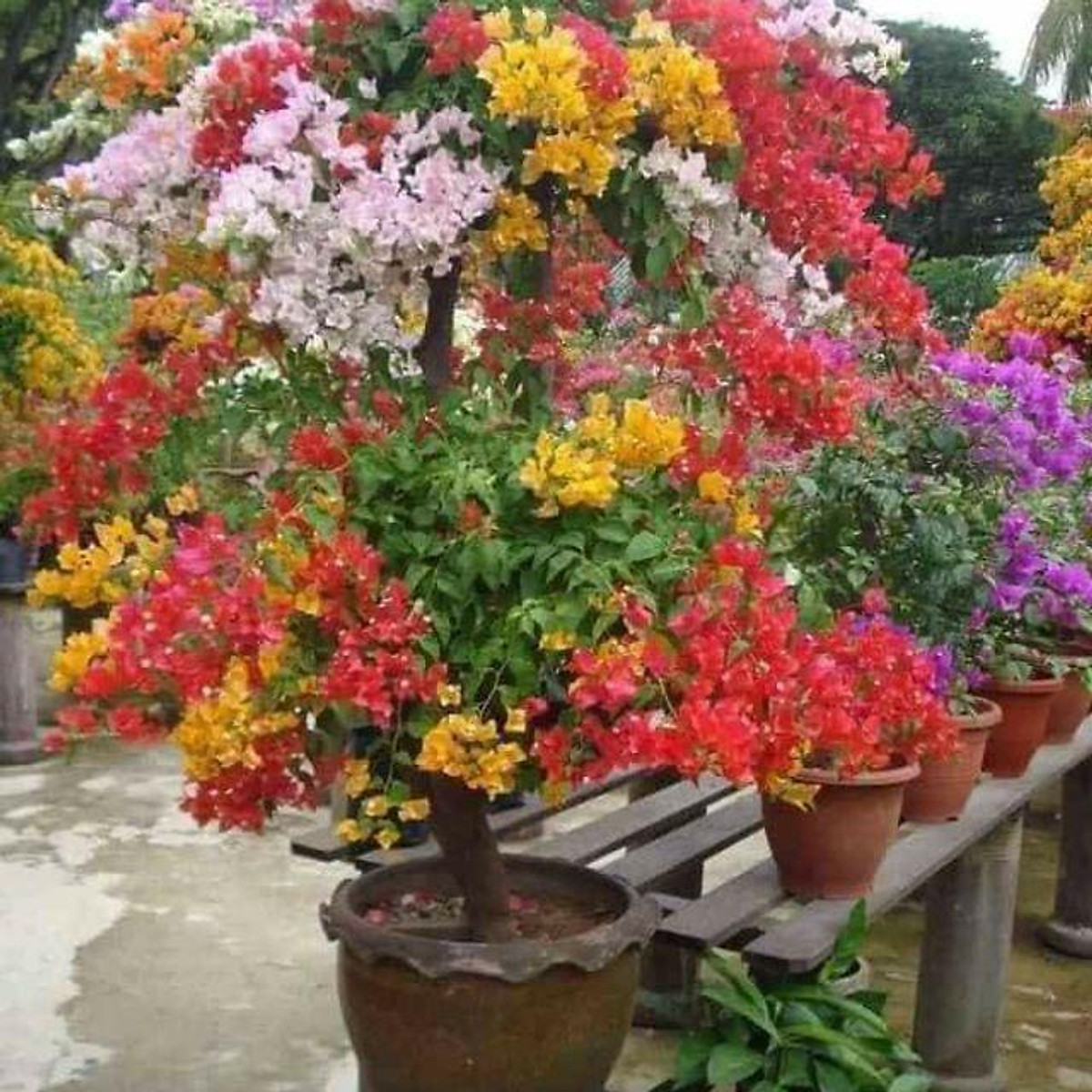 Hoa giấy tráng trí