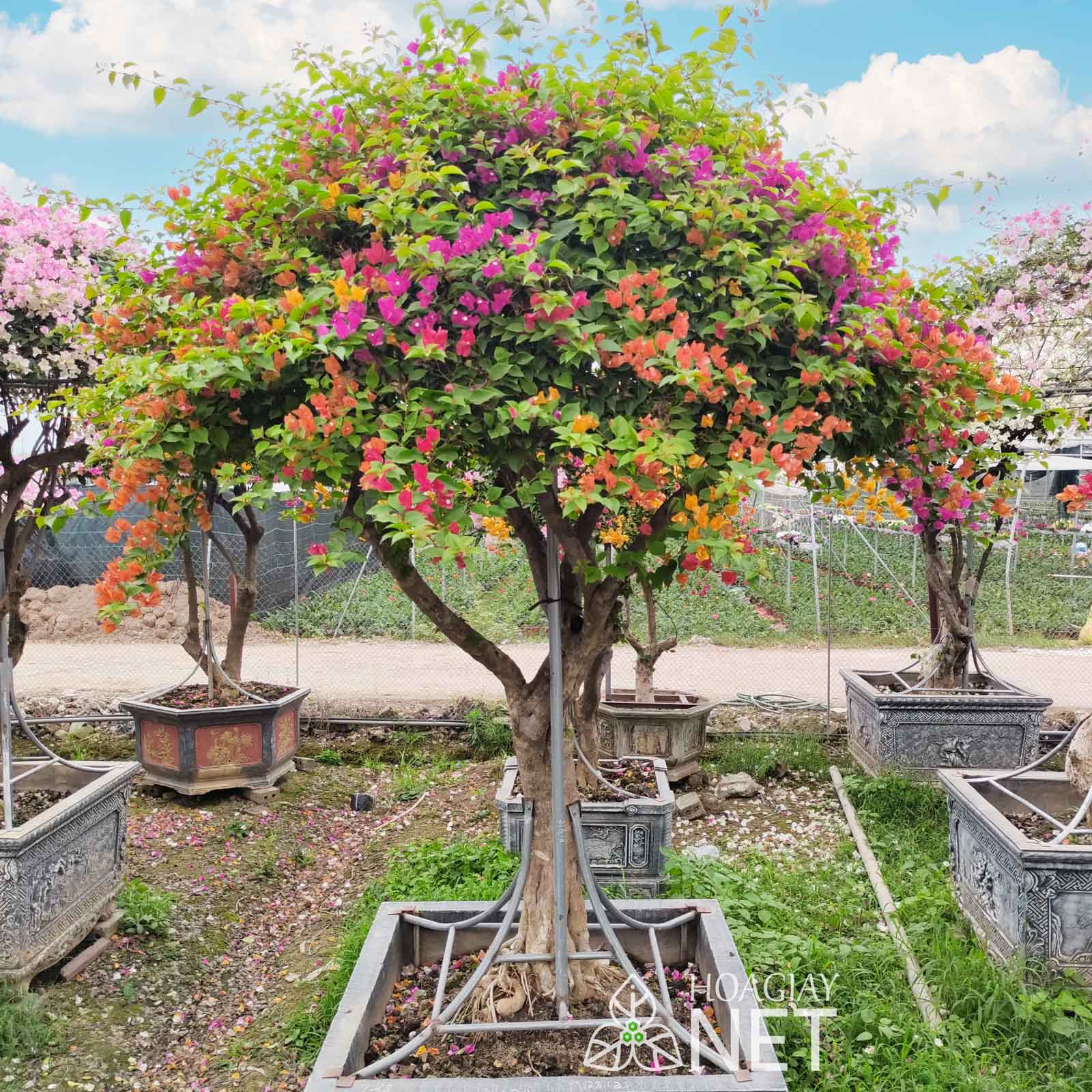 Cây hoa giấy 5 màu