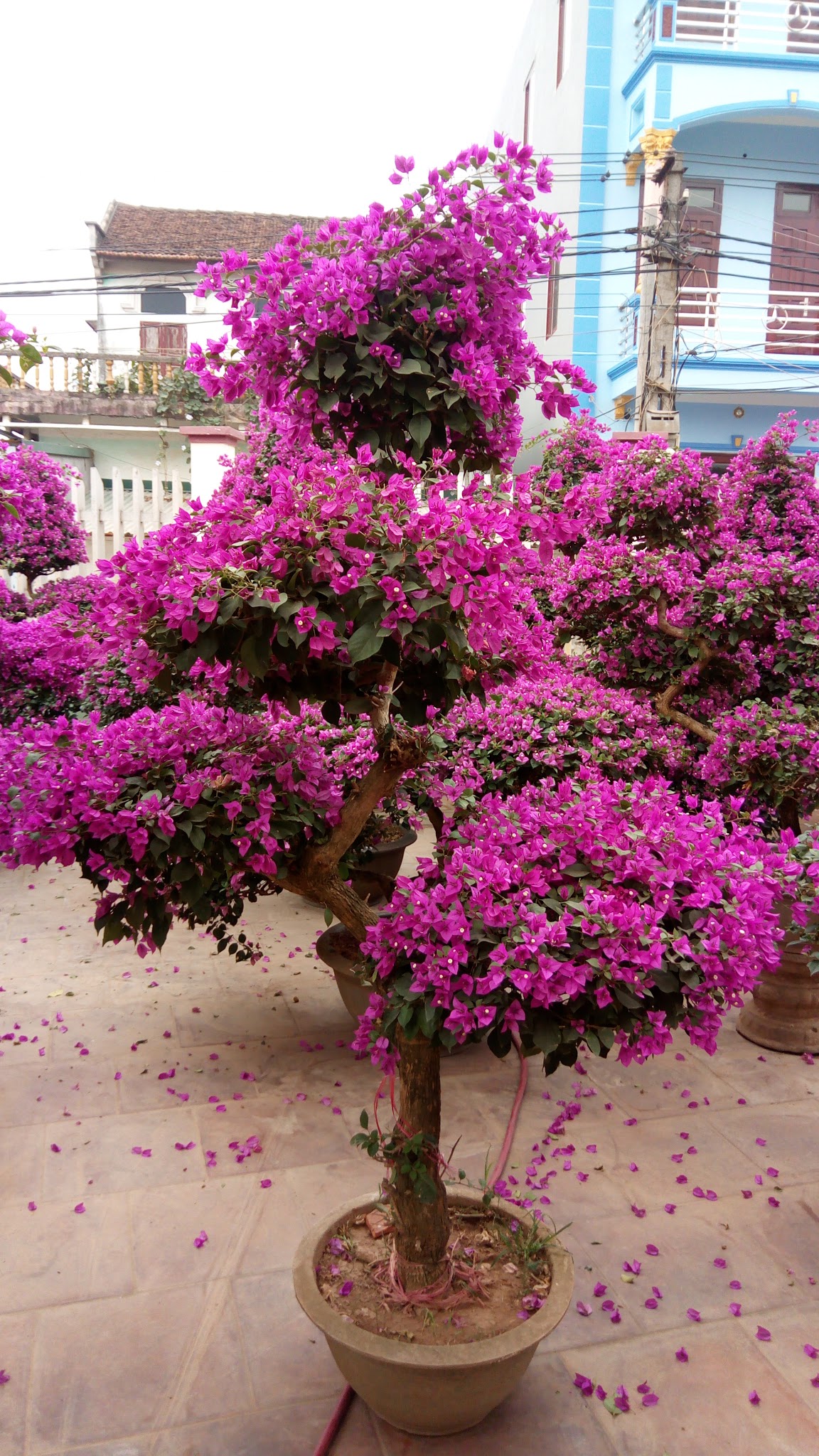 Cây hoa giấy tạo dáng