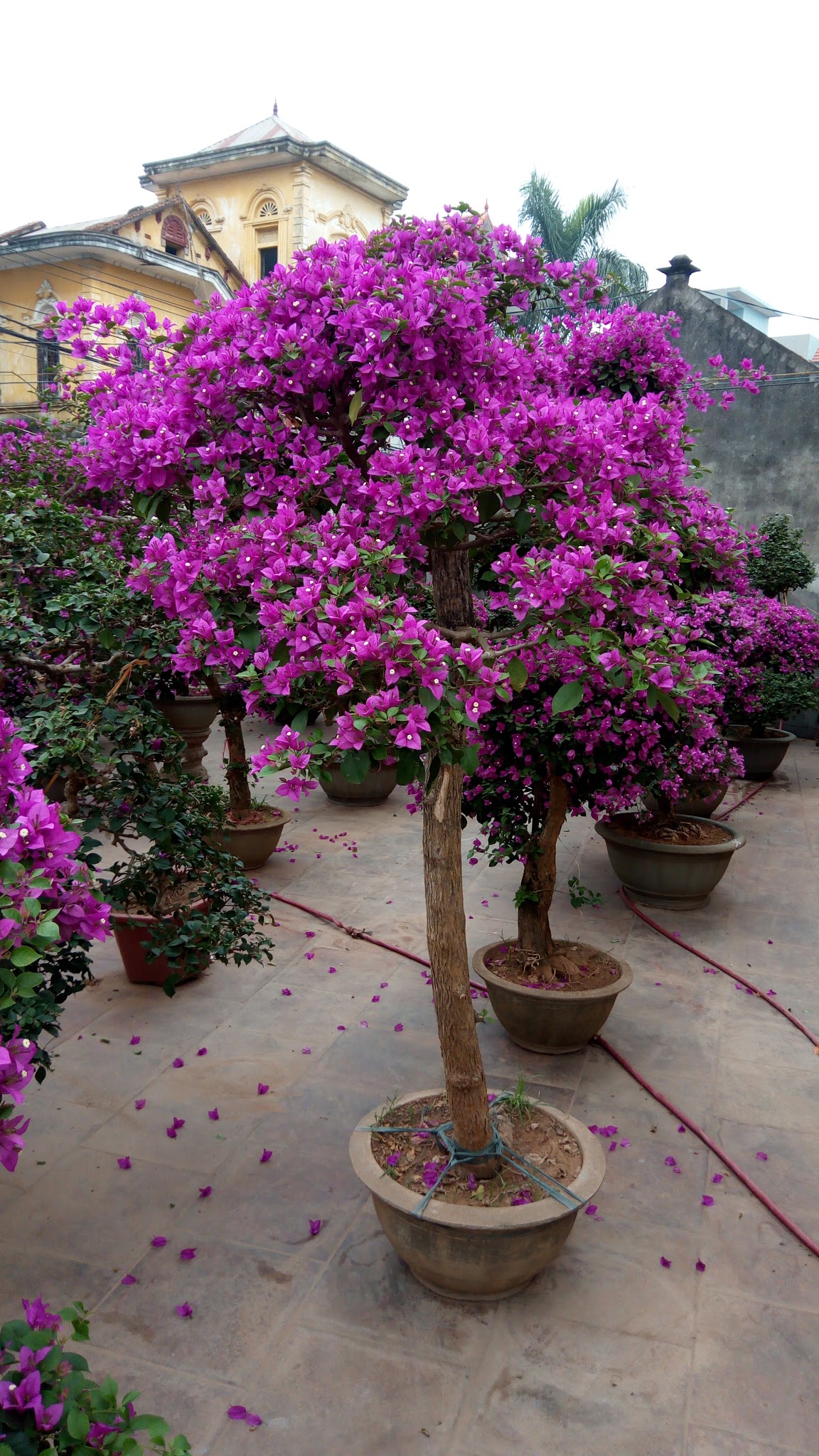 Cây hoa giấy 5 tán