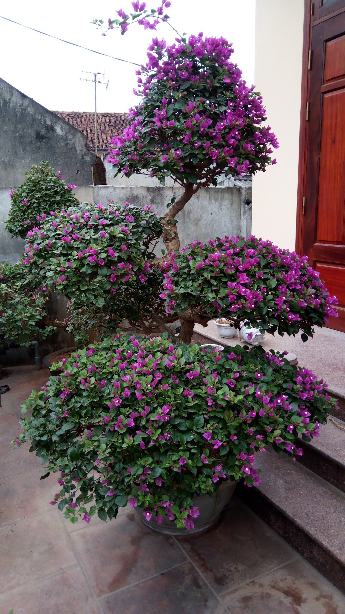 Cắt Tỉa và Uốn Cành