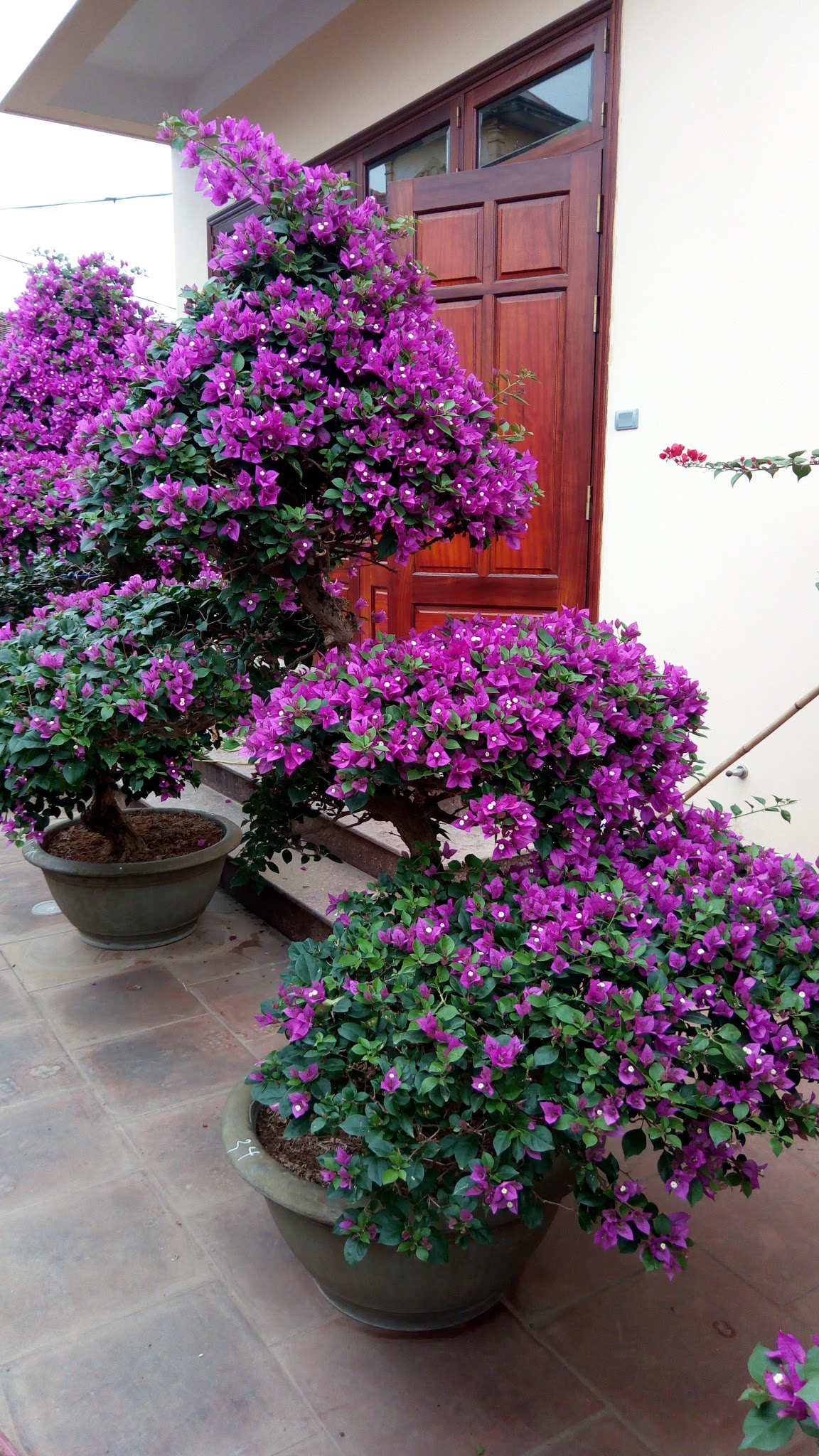 Cây hoa giấy bị sâu bệnh