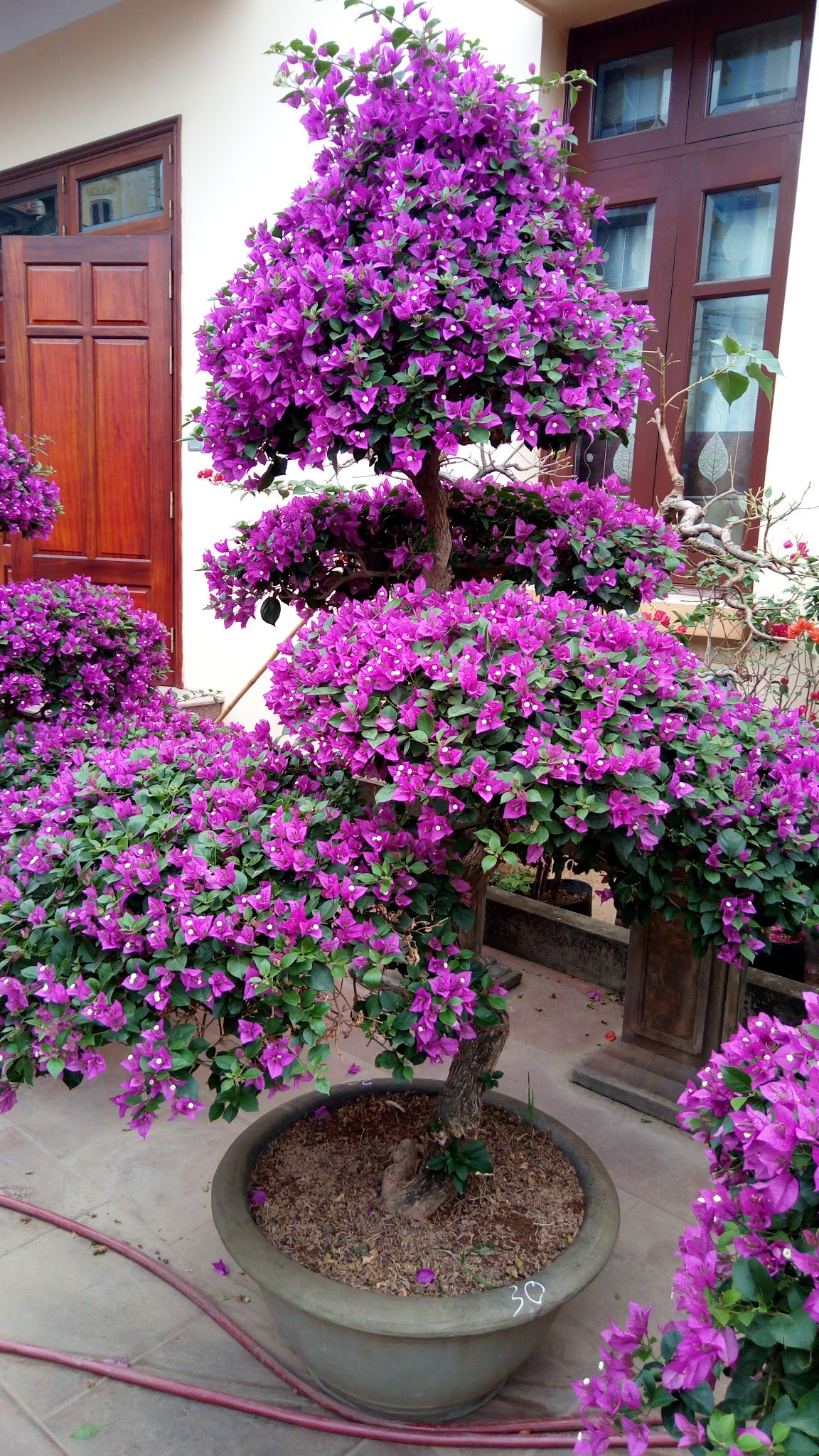 Cận cảnh hoa giấy dưới ánh mặt trời