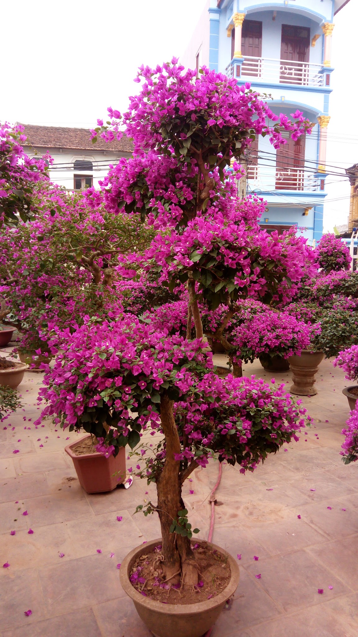 Lá và hoa cây hoa giấy phù hợp