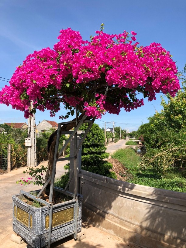 Hình ảnh cây hoa giấy tươi tốt