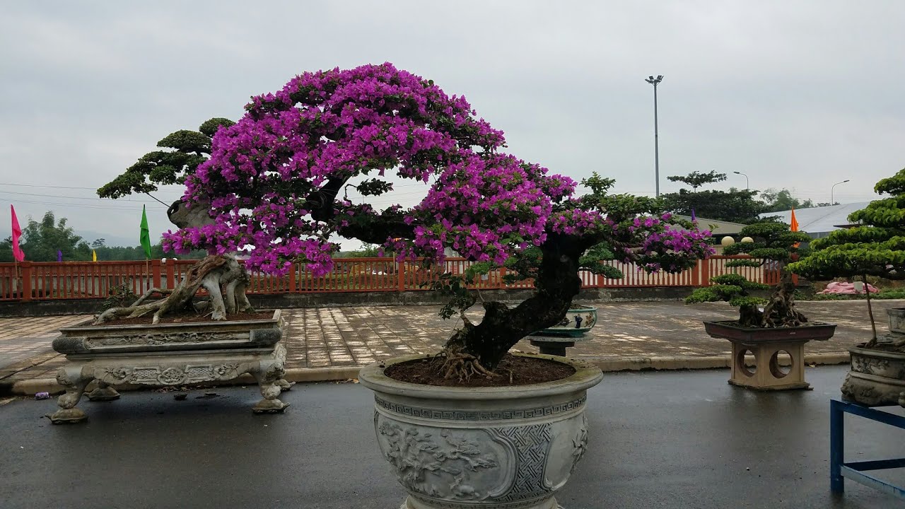 Cây hoa giấy bonsai