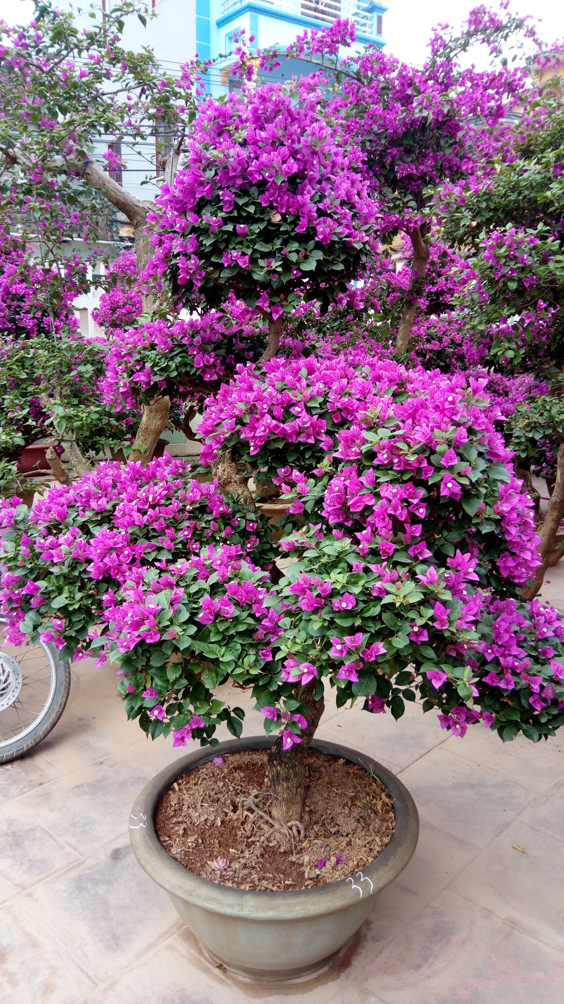 Cây Hoa Giấy Dáng Bụi