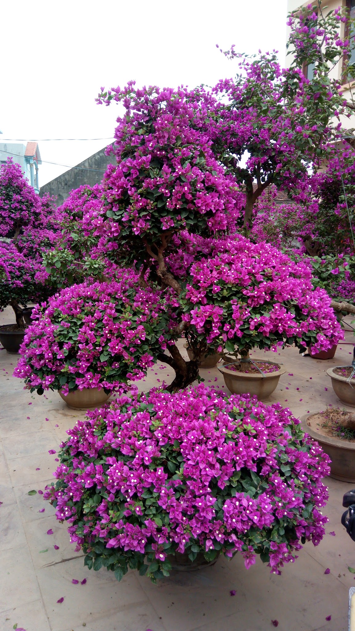 Hoa giấy bonsai