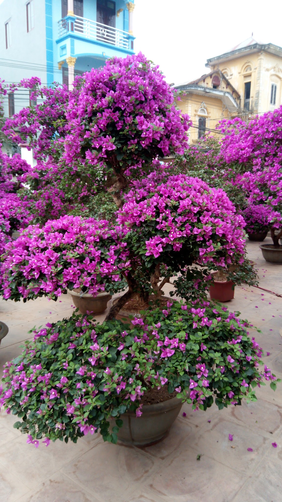 Cây hoa giấy bonsai