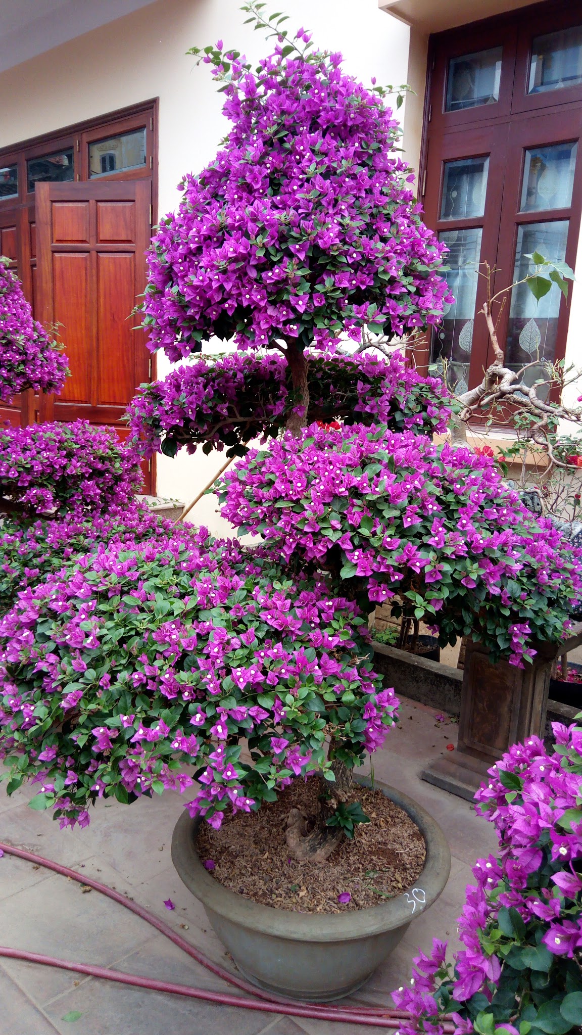Cây hoa giấy bonsai