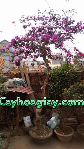 Cây hoa giấy bonsai