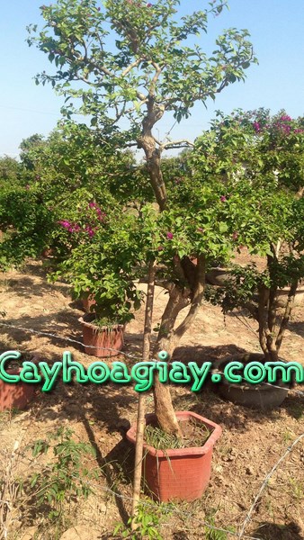 Cây hoa giấy bonsai dáng trực