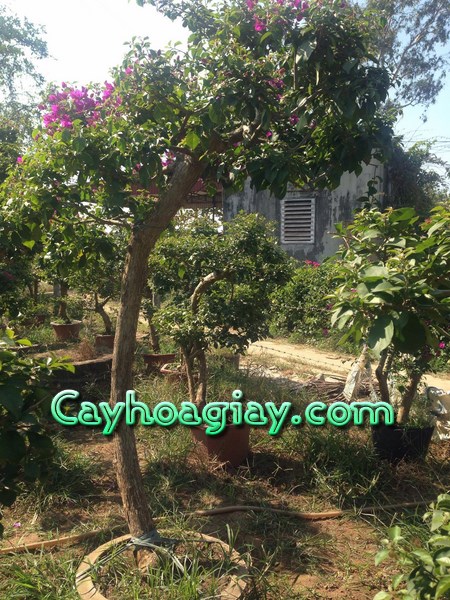 Cây hoa giấy bonsai