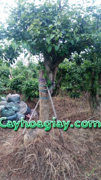 Cây hoa giấy bonsai