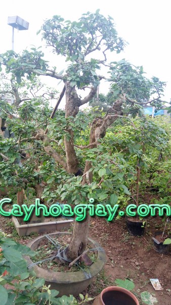 Cây hoa giấy bonsai dáng trực độc đáo