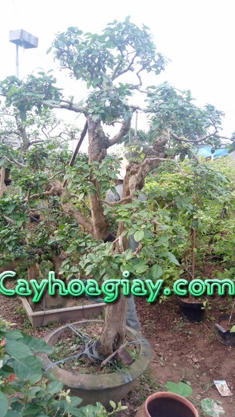 Cây hoa giấy bonsai