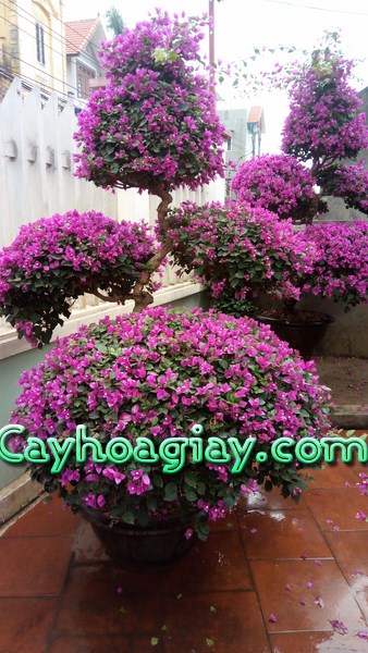 Hoa giấy bonsai nghệ thuật