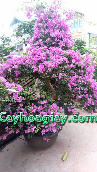 Cây hoa giấy bonsai Ngũ Phúc