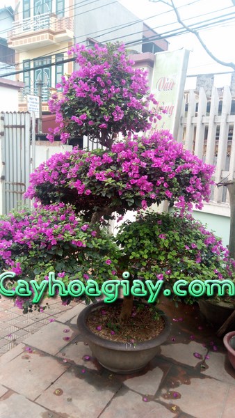 Cây hoa giấy bonsai Ngũ Phúc