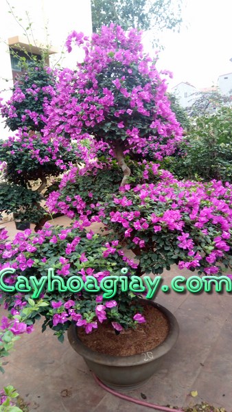 Bonsai Hoa Giấy Ngũ Phúc