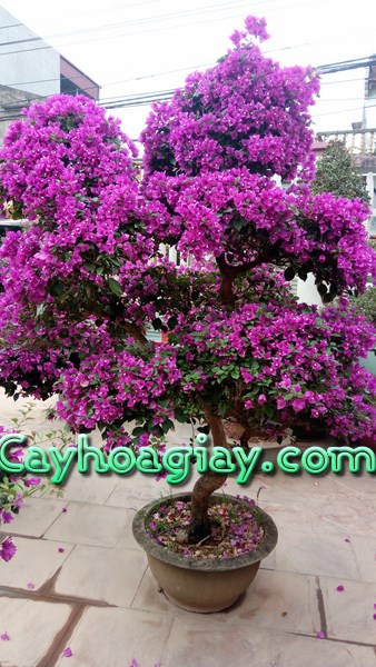 Bonsai hoa giấy