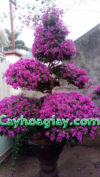 Cây hoa giấy bonsai ngũ phúc