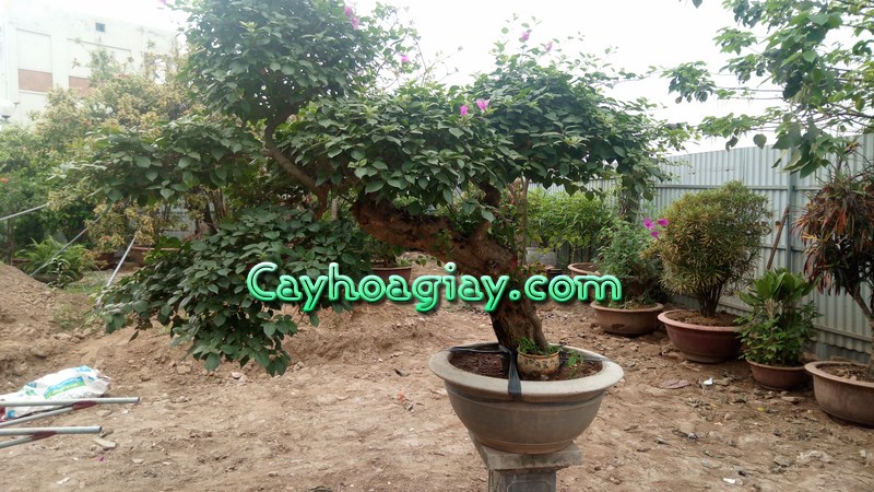 Cây hoa giấy bonsai tác động