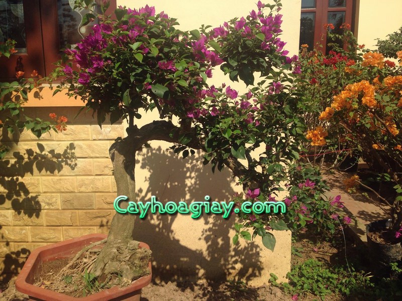 Cây hoa giấy bonsai tạc đỏ