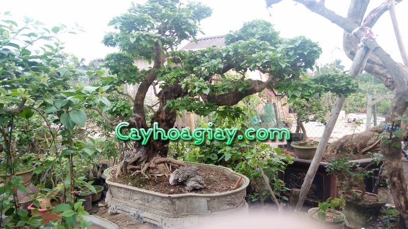 Cây Hoa Giấy Bonsai