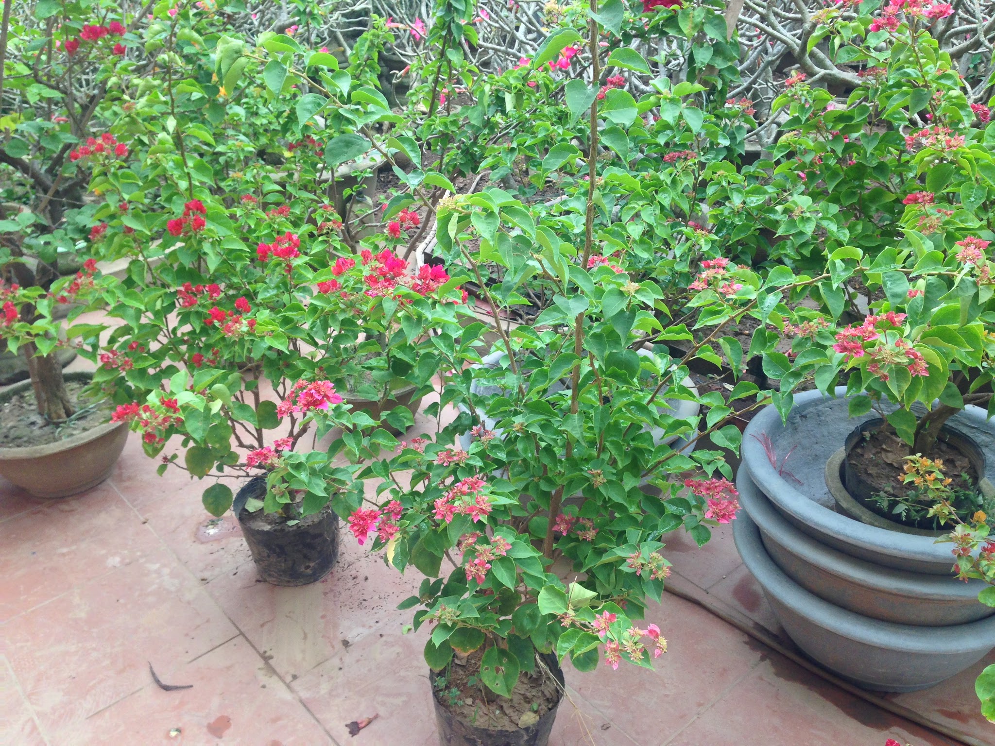 Một mẫu hoa giấy màu cam