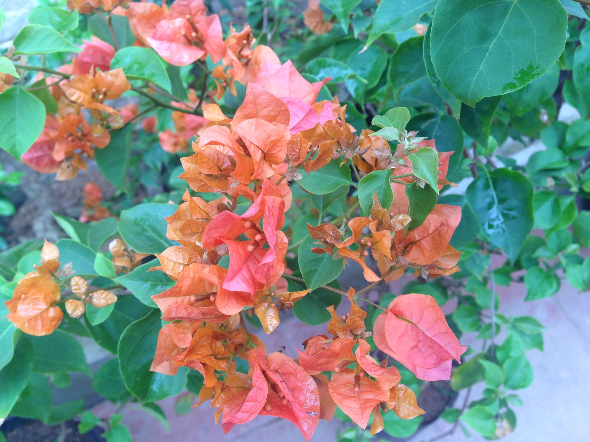 Cây hoa giấy bị sâu bệnh