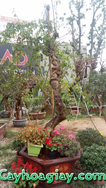 Cây hoa giấy cổ thụ đẹp
