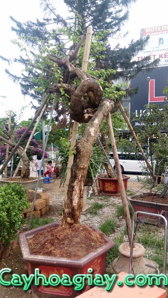 Cây hoa giấy cổ thụ đẹp