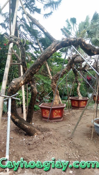 Cây hoa giấy cổ thụ đẹp mắt