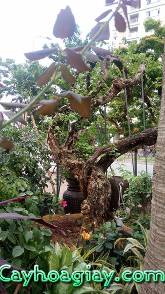 Cây Hoa Giấy Cổ Thụ