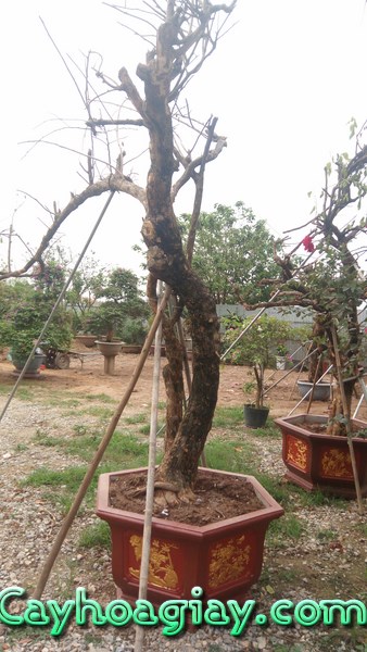 Cây hoa giấy cổ thụ tuyệt đẹp