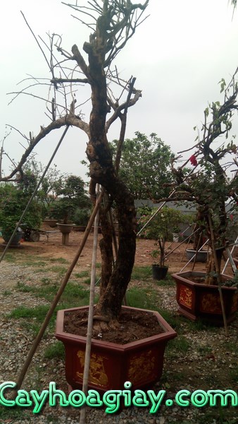 Cây hoa giấy cổ thụ đẹp