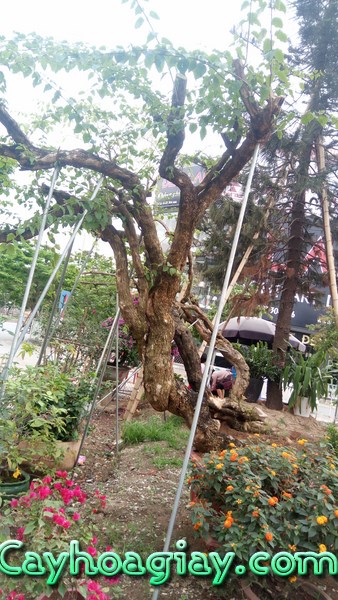 Hoa giấy cổ thụ